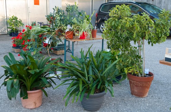 Herbst-Planzenflohmarkt_OÖVP_Frauen_2021_4.JPG  