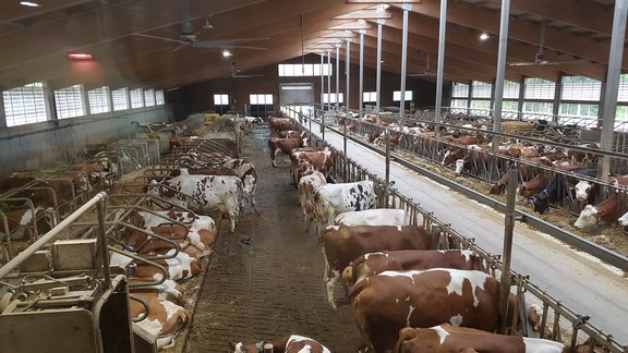 Stallbetrieb_Staufer.jpg  